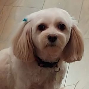 Meet your Posher, Debbie